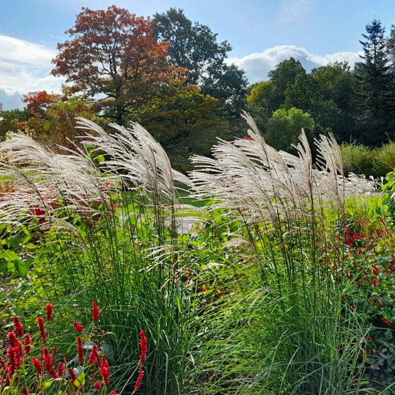 Miskant Chiński Memory (Miscanthus sinensis) Sadzonka C2 (2).jpg