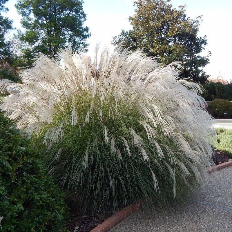 Miskant Chiński Memory (Miscanthus sinensis) Sadzonka C2.jpg