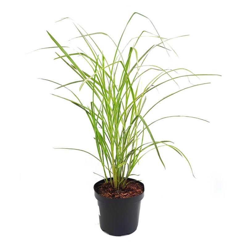 Miskant Chiński Variegatus (Miscanthus sinensis) Sadzonka C3 (1).jpg