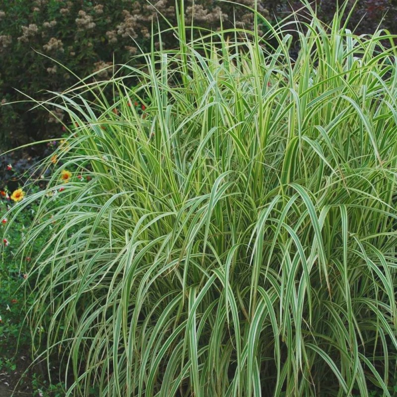 Miskant Chiński Variegatus (Miscanthus sinensis) Sadzonka C3 (3).jpg