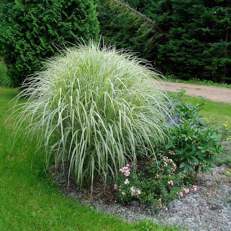 Miskant Chiński Variegatus (Miscanthus sinensis) Sadzonka C3 (4).jpg
