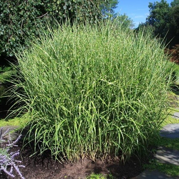 Miskant Chiński Strictus (Miscanthus sinensis) Sadzonka C1C2 (1).jpeg