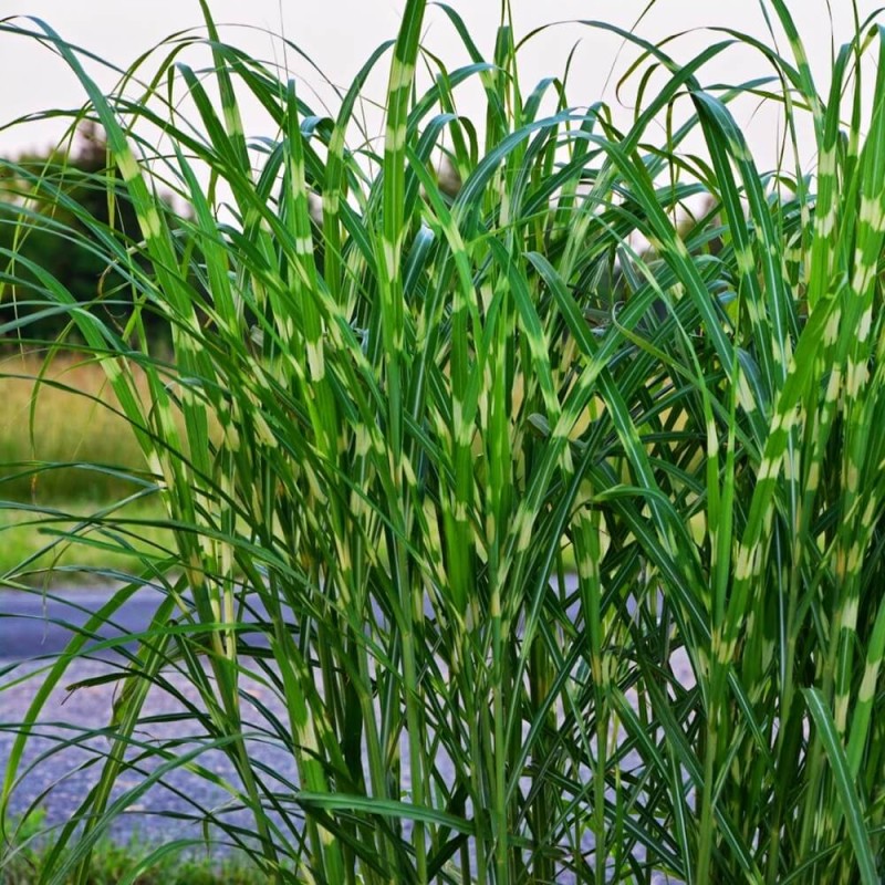 Miskant Chiński Strictus (Miscanthus sinensis) Sadzonka C1C2 (1).jpg