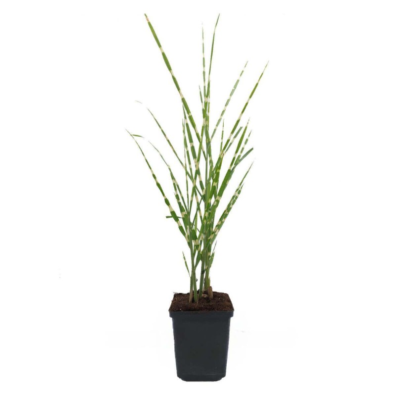 Miskant Chiński Strictus (Miscanthus sinensis) Sadzonka C1C2.jpg