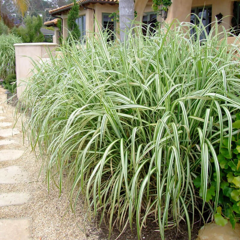 Miskant Chiński Cabaret (Miscanthus sinensis) Sadzonka C2 (1).jpg