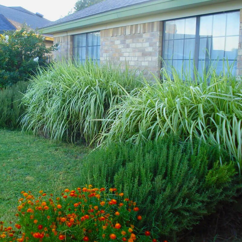 Miskant Chiński Cabaret (Miscanthus sinensis) Sadzonka C2 (2).jpg