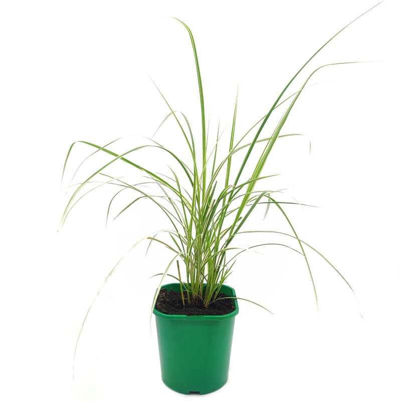 Miskant Chiński Cabaret (Miscanthus sinensis) Sadzonka C2 (4).jpg