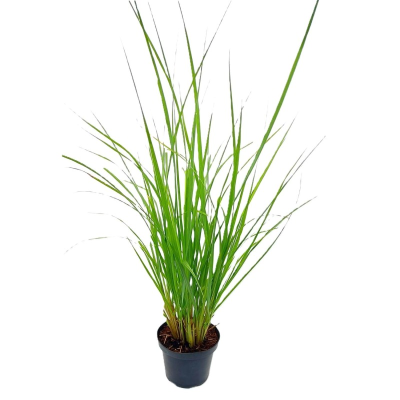 Miskant Chiński 'Graziella' (Miscanthus sinensis) Sadzonka.jpg