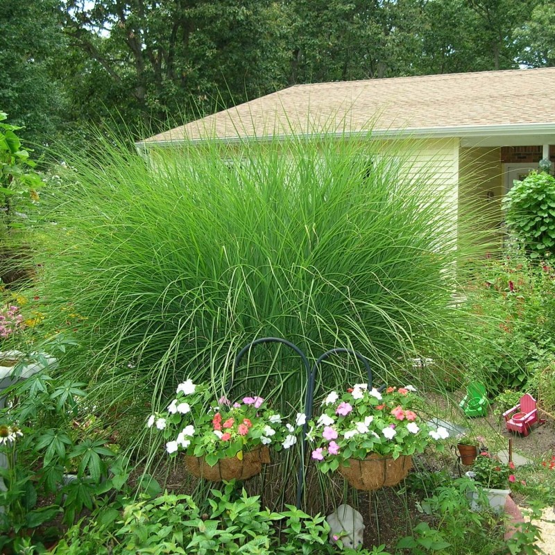 Miskant Chiński 'Graziella' (Miscanthus sinensis) Sadzonka (2).jpg
