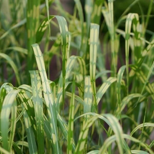 Miskant Aligator (Miscanthus giganteus) Sadzonka C2 (2).jpg