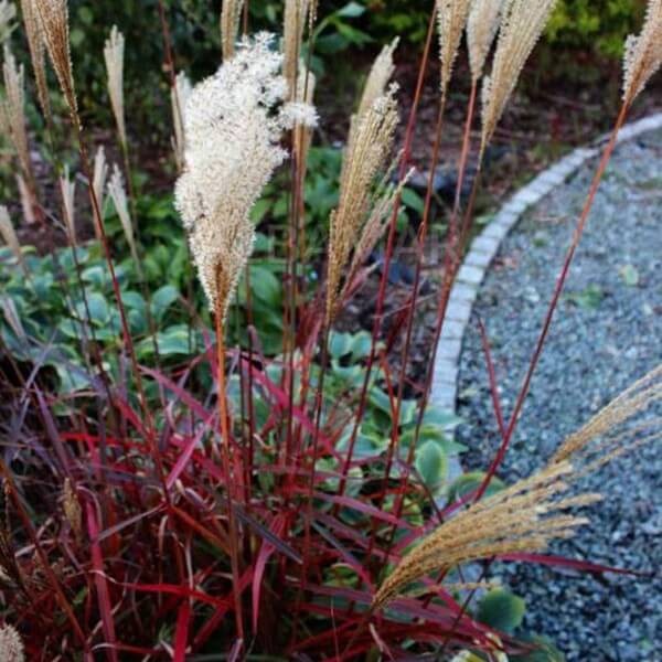 Miskant Chiński 'Dronning Ingrid' (Miscanthus sinensis) Sadzonka (3).jpg