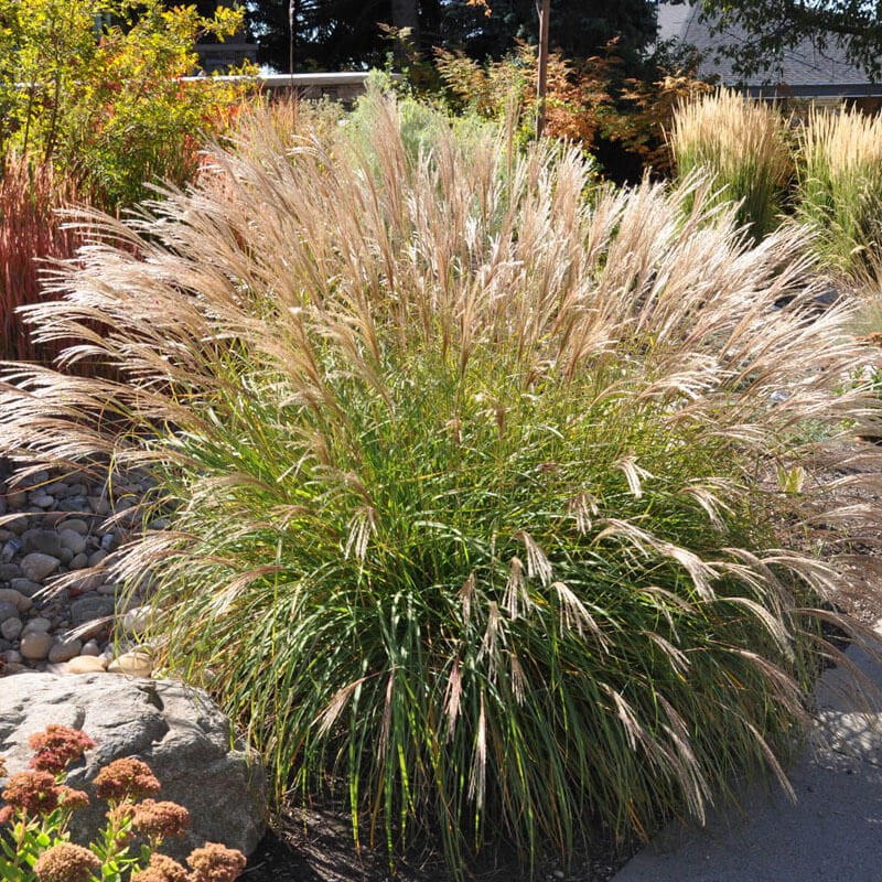 Miskant Chiński Adagio (Miscanthus sinensis) Sadzonka C2 (1).jpg