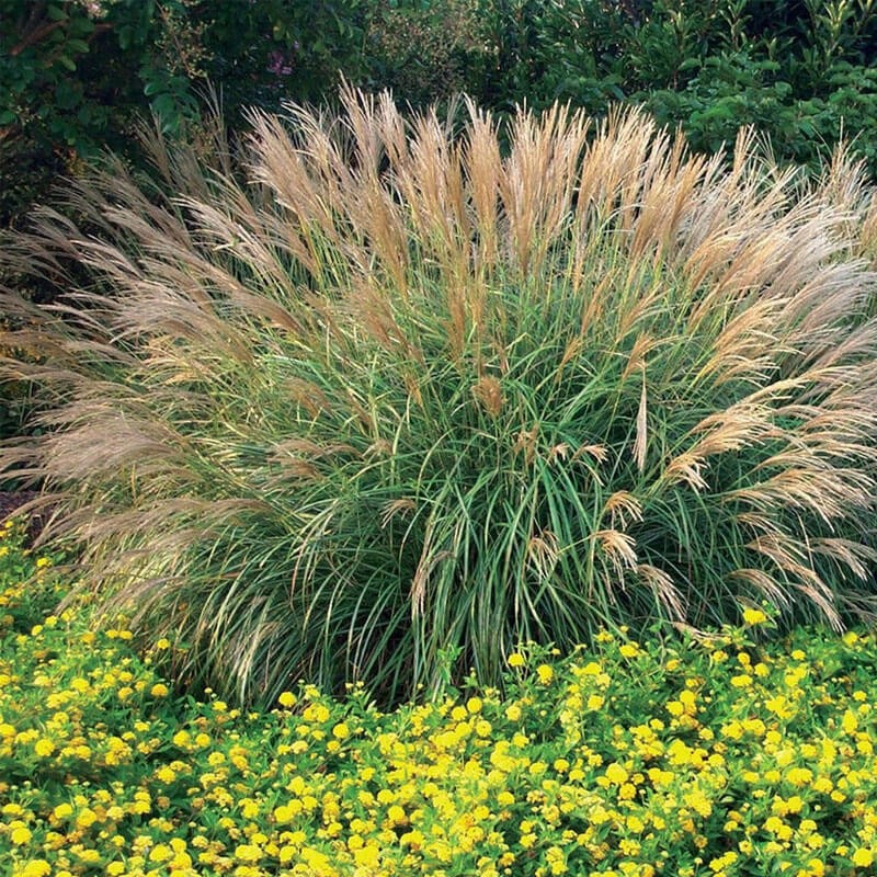 Miskant Chiński Adagio (Miscanthus sinensis) Sadzonka C2 (3).jpg