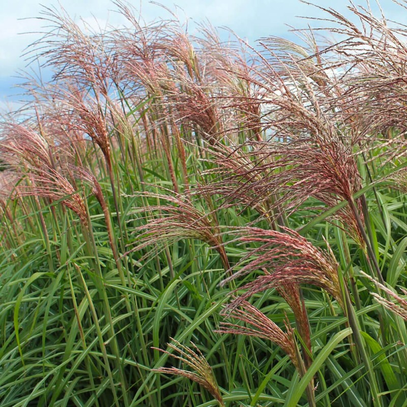 Miskant Chiński Polonus (Miscanthus sinensis) Sadzonka C1C2 (1).jpg