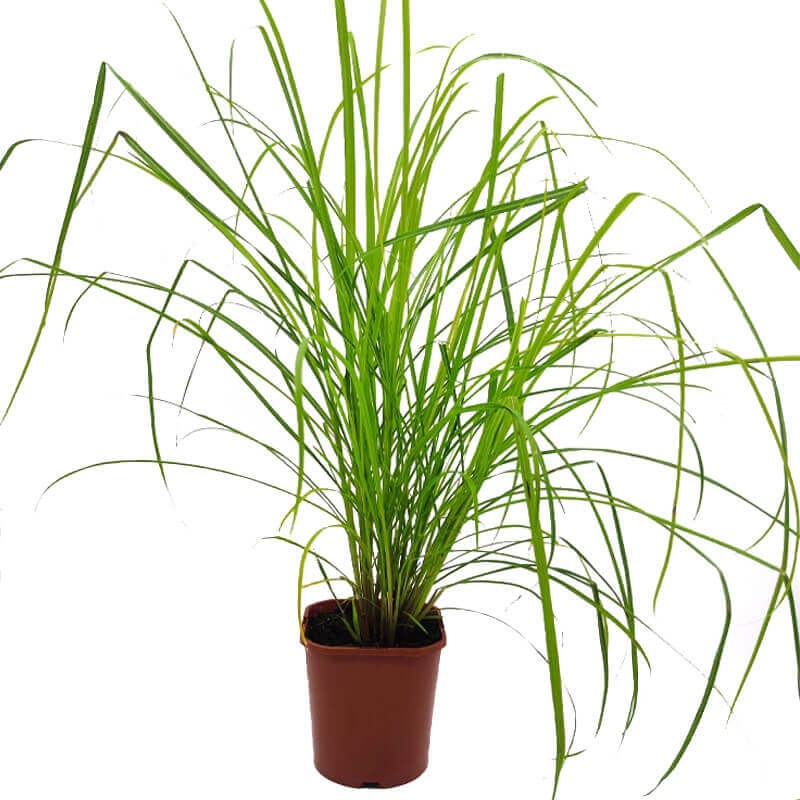 Miskant Chiński Memory (Miscanthus sinensis) Sadzonka C2 (1).jpg