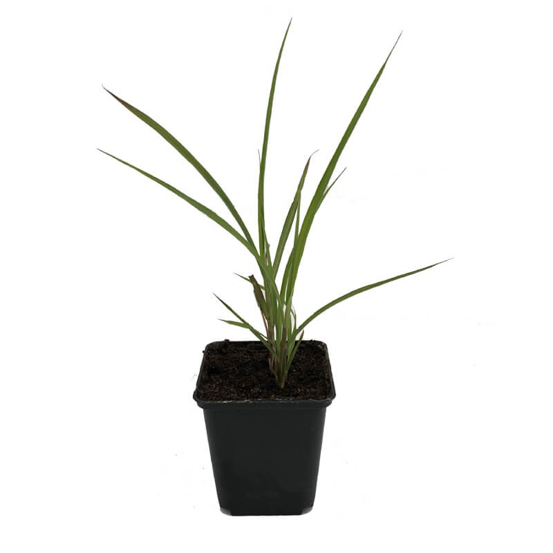 Miskant Chiński Silberfeder (Miscanthus sinensis) Sadzonka (2).jpg