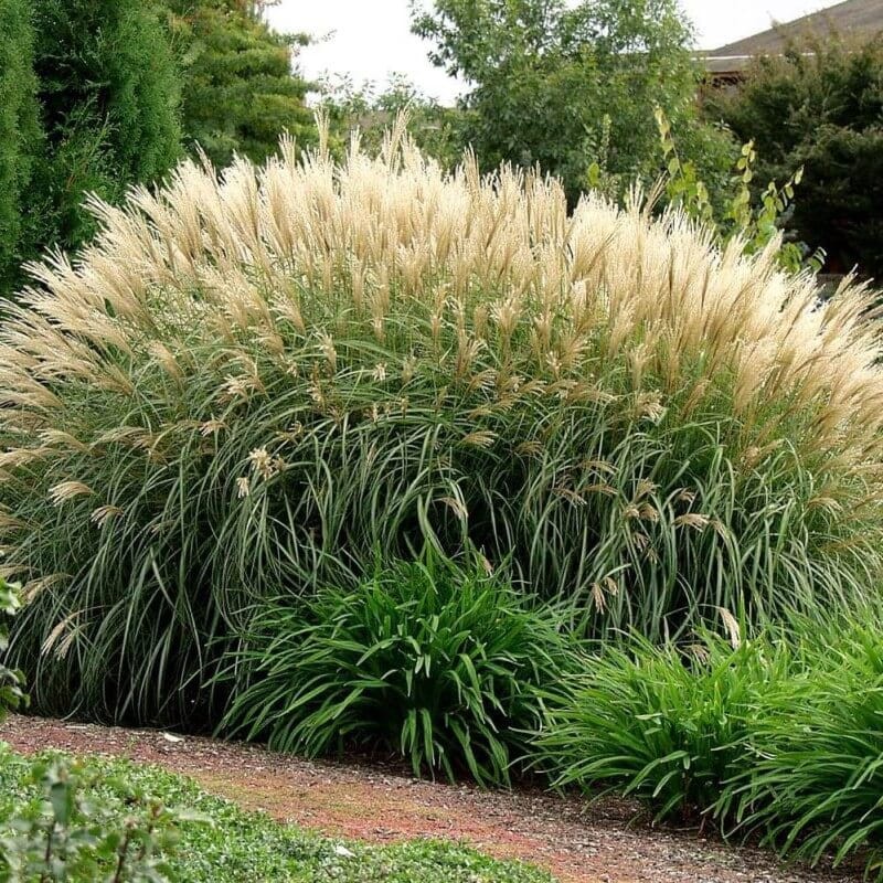 Miskant Chiński Silberfeder (Miscanthus sinensis) Sadzonka (3).jpg