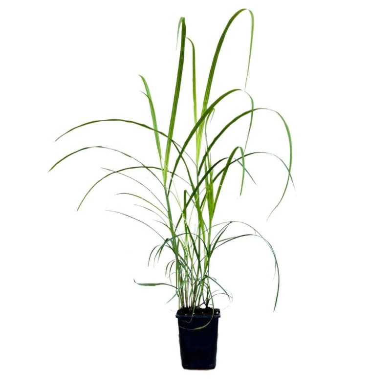 Miskant Chiński Sioux (Miscanthus sinensis) Sadzonka C1 (2).jpg