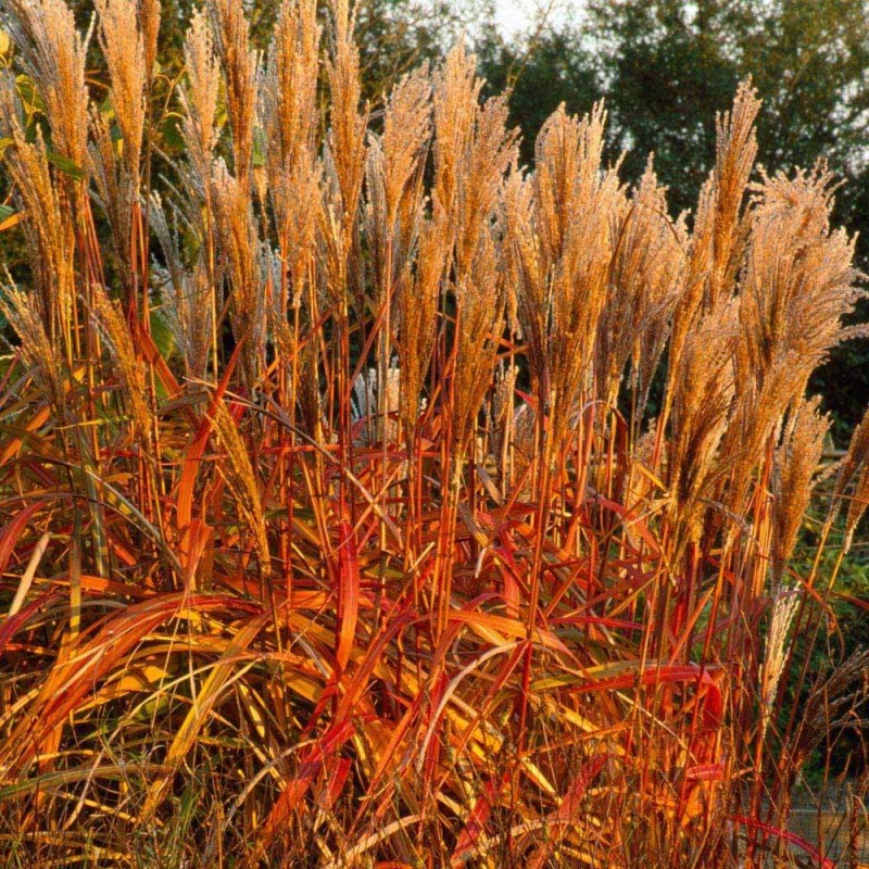 Miskant Chiński Sioux (Miscanthus sinensis) Sadzonka C1 (3).jpg