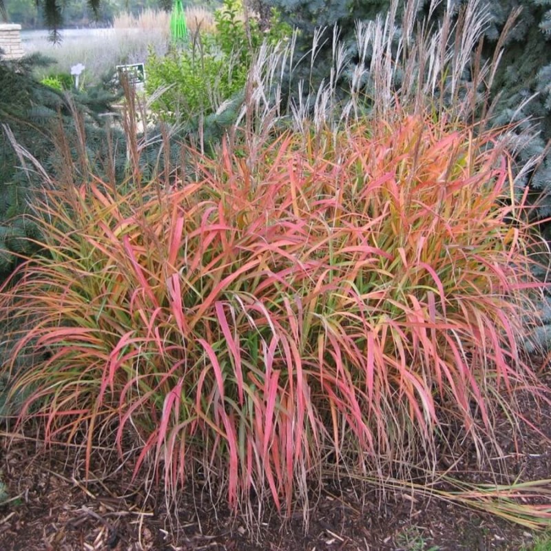 Miskant Chiński Sioux (Miscanthus sinensis) Sadzonka C1 (4).jpg