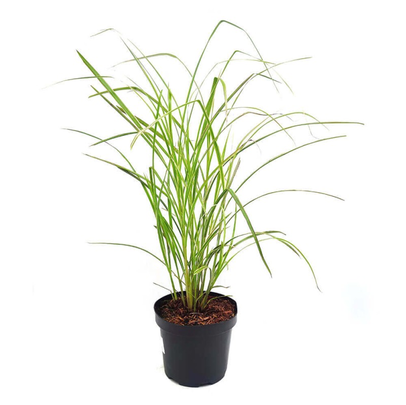 Miskant Kleine Silberspinne (Miscanthus sinensis) Sadzonka C2.jpg