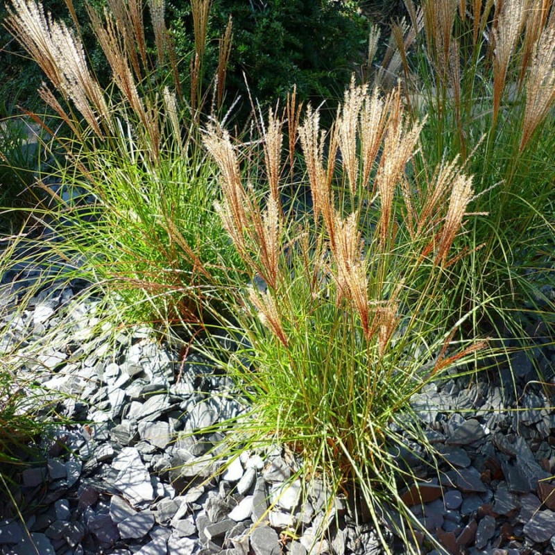 Miskant Kleine Silberspinne (Miscanthus sinensis) Sadzonka C2 (1).jpg