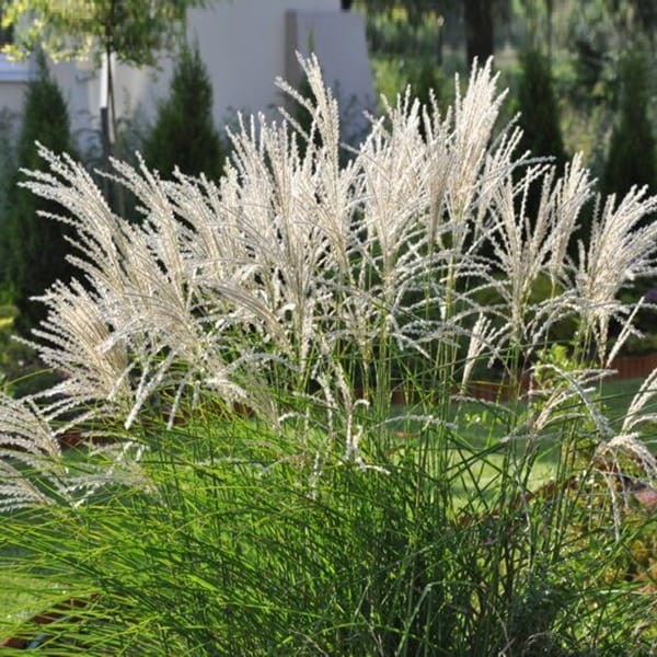 Miskant Kleine Silberspinne (Miscanthus sinensis) Sadzonka C2 (2).JPG