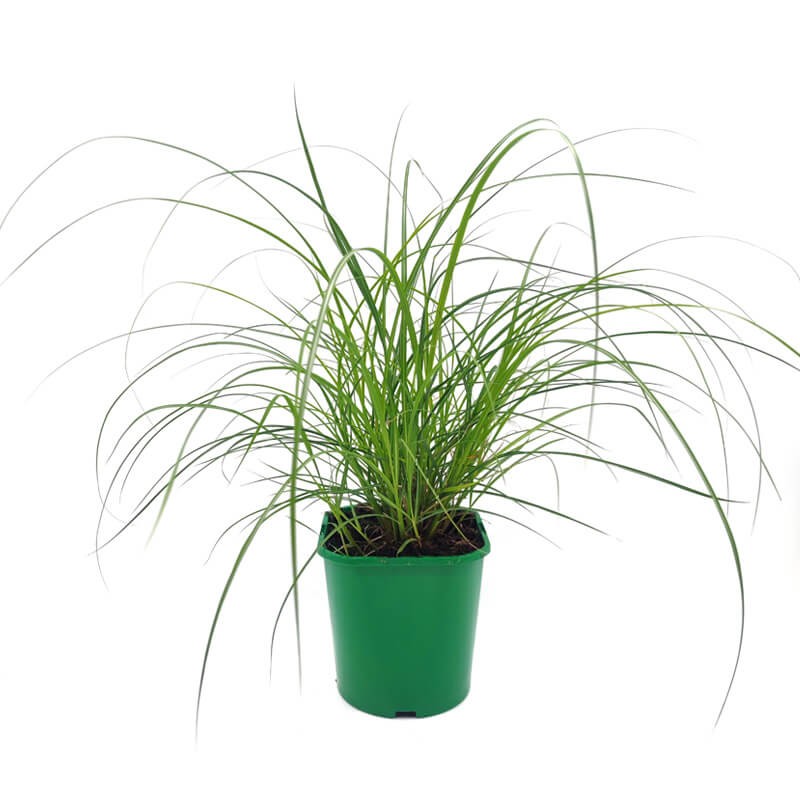 Miskant Chiński Flamingo (Miscanthus sinensis) Sadzonka C1 (1).jpg