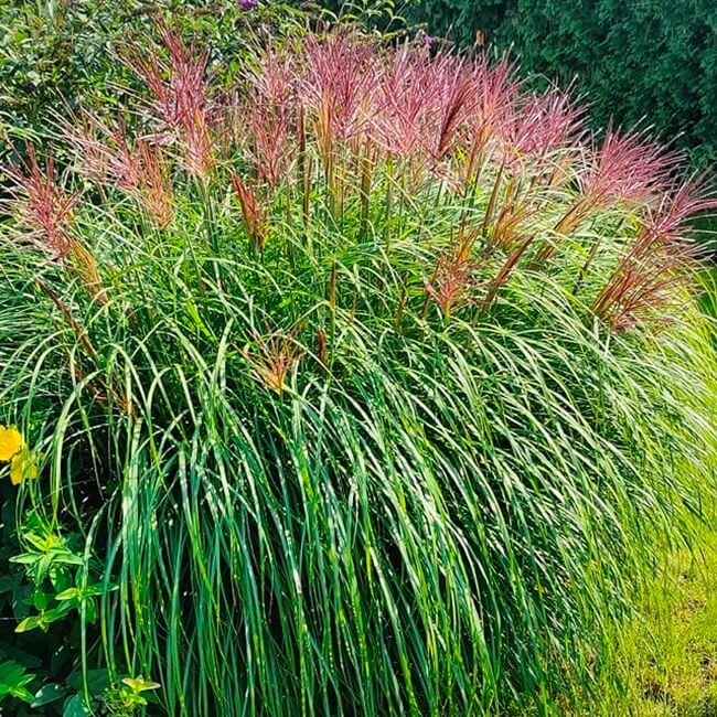 Miskant Chiński Flamingo (Miscanthus sinensis) Sadzonka C1 (3).jpg