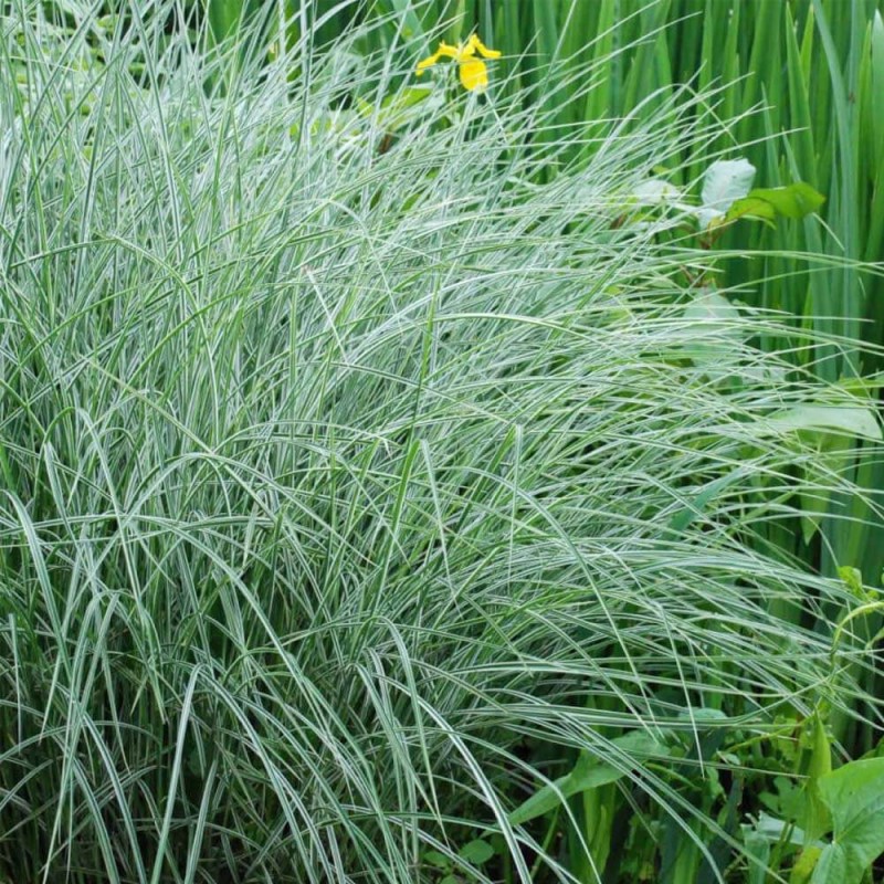 Miskant Chiński Morning Light (Miscanthus sinensis) Sadzonka C1C2 - (1).jpg