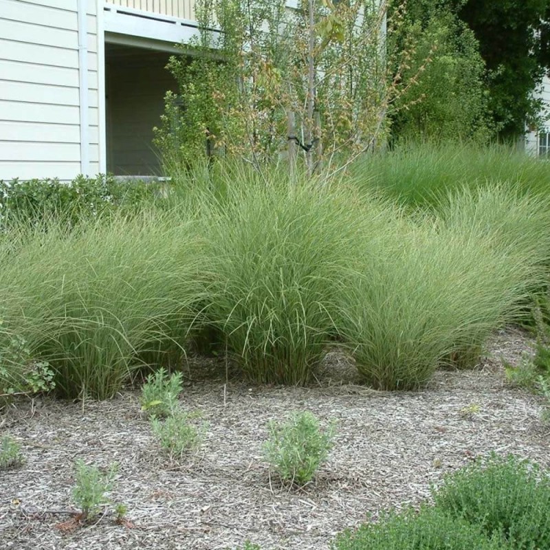 Miskant Chiński Morning Light (Miscanthus sinensis) Sadzonka C1C2 - (2).jpg