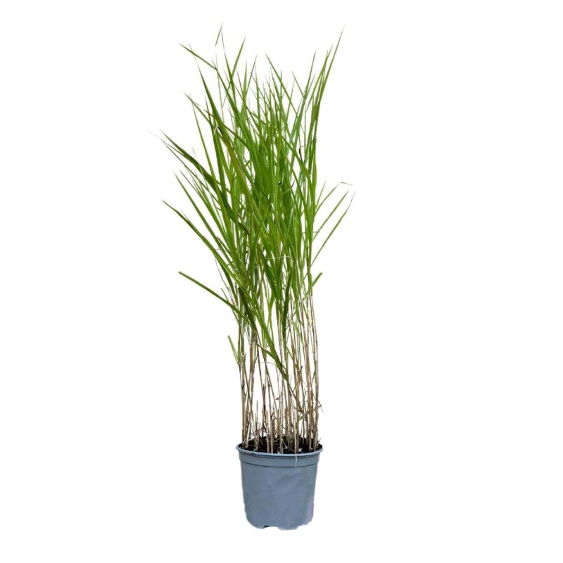 Miskant Chiński Purpurascens (Miscanthus sinensis) Sadzonka C3 (1).jpg