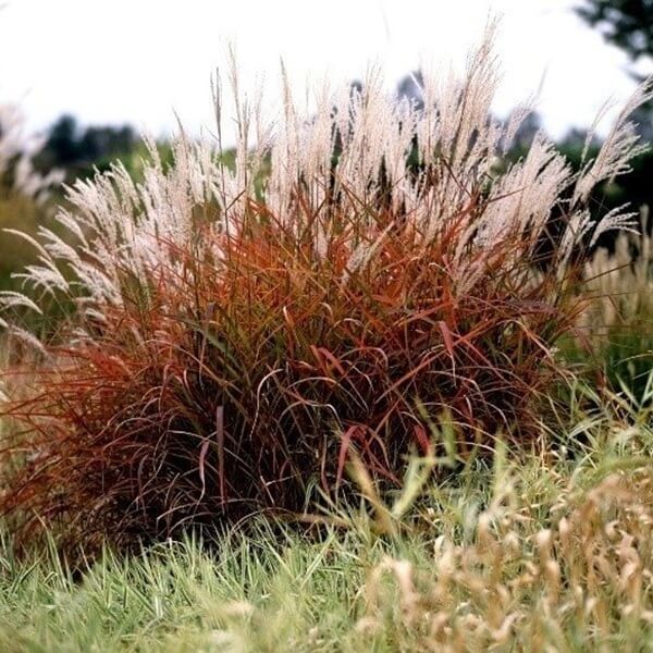 Miskant Chiński Purpurascens (Miscanthus sinensis) Sadzonka C3 (2).jpg