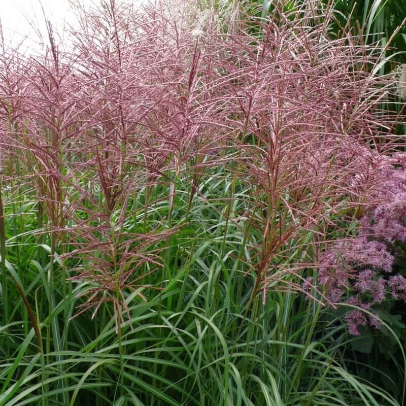 Miskant Chiński Purpurascens (Miscanthus sinensis) Sadzonka C3.jpg