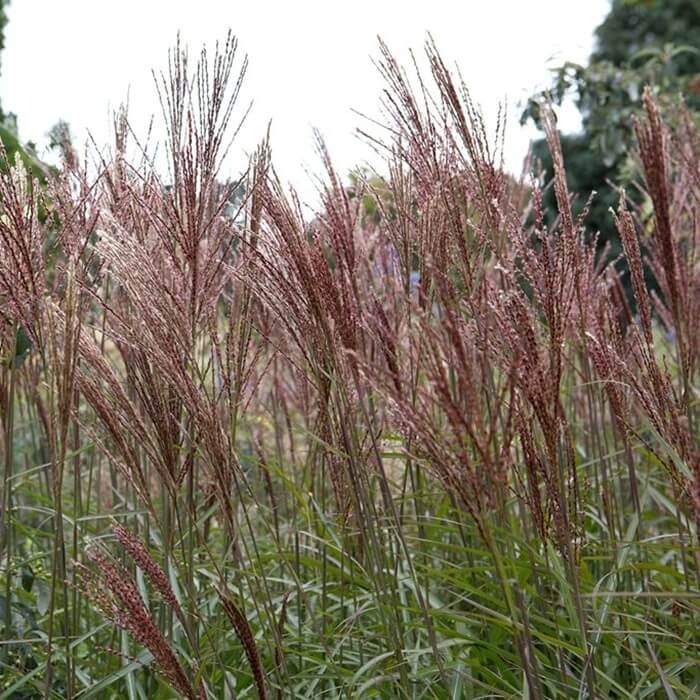 Miskant Chiński Red Chief (Miscanthus sinensis) Sadzonka C1 (2).jpg