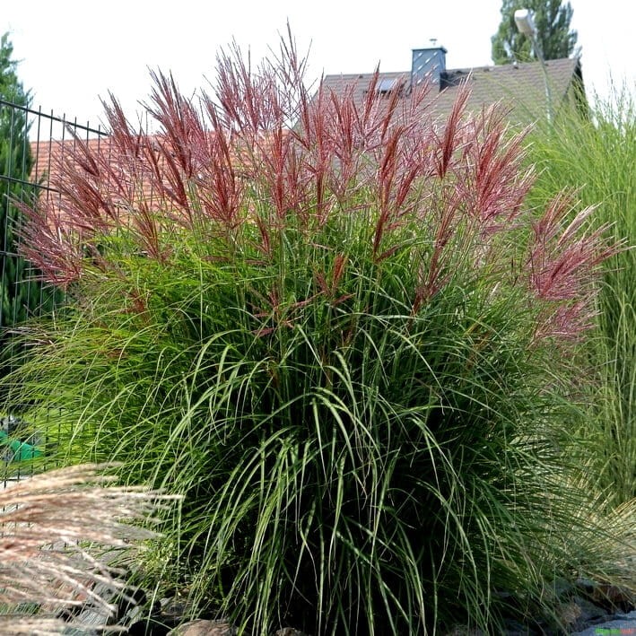 Miskant Chiński Red Chief (Miscanthus sinensis) Sadzonka C1.jpg