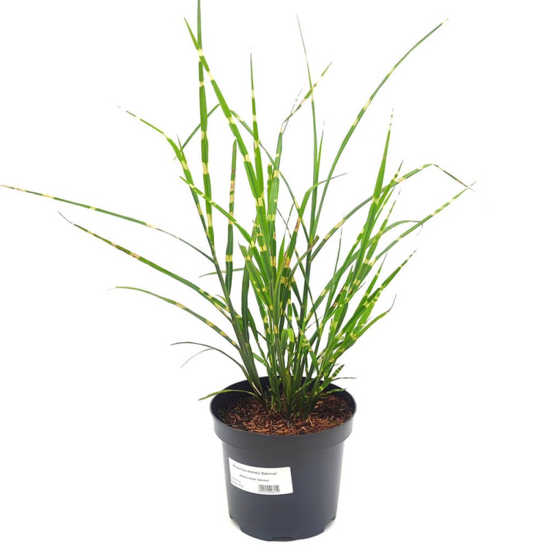 Miskant Chiński Zebrinus (Miscanthus sinensis) Sadzonka C1C2 (1).jpg
