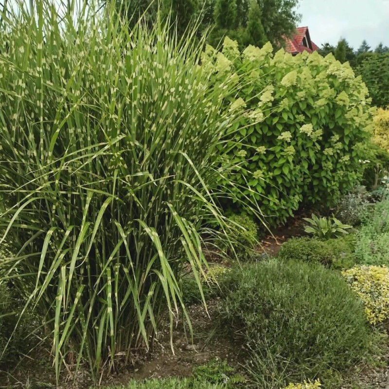 Miskant Chiński Zebrinus (Miscanthus sinensis) Sadzonka C1C2 (3).jpg