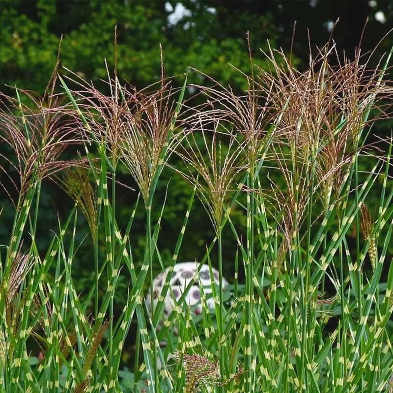 Miskant Chiński Zebrinus (Miscanthus sinensis) Sadzonka C1C2 (4).jpg