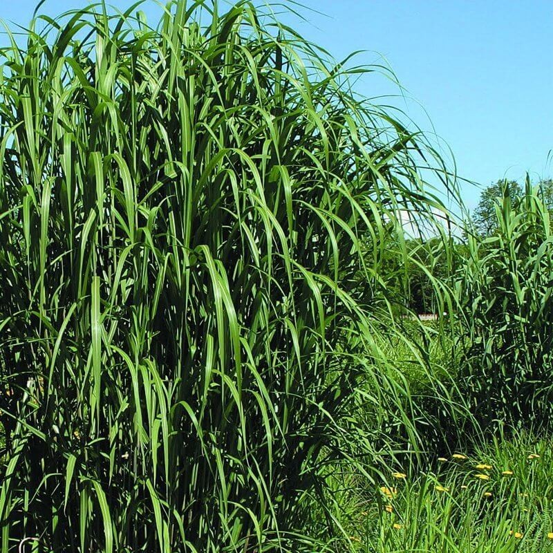 Miskant Olbrzymi (Miscanthus giganteus) Sadzonka C1 (1).jpg
