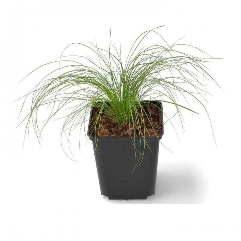 Ostnica Mocna Pony Tails Zielona (Stipa tenuissima) Sadzonka (4).jpg