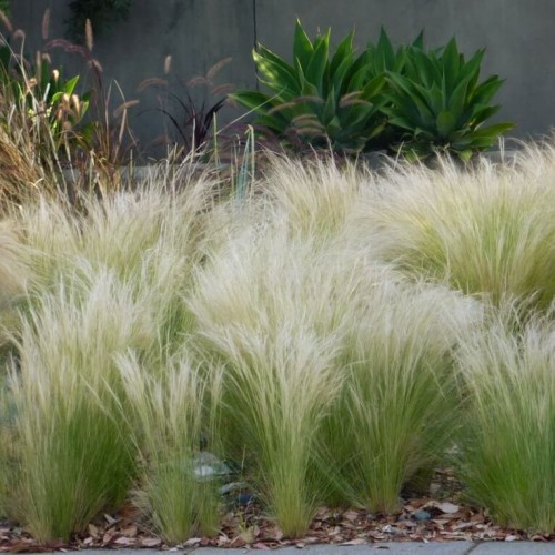 Ostnica Mocna Pony Tails  (Stipa) sadzonka