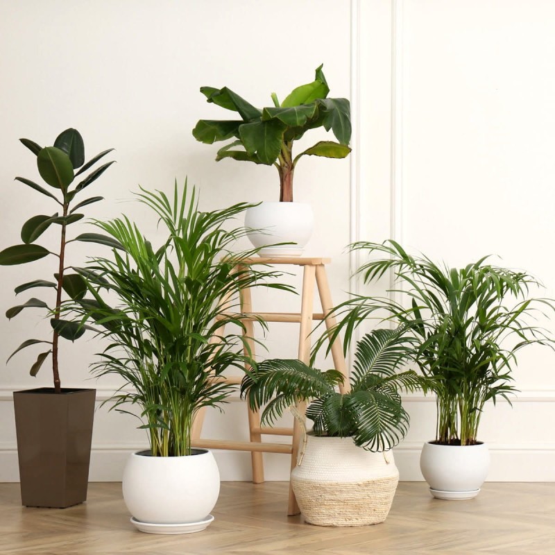 palma areka Dypsis Lutescens jak uprawiać