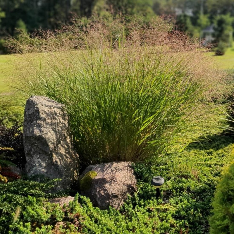 Proso Rózgowate Nosferatu (Panicum virgatum) Sadzonka C1 (1).jpg