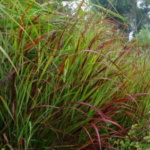 Proso Rózgowate Nosferatu sadzonka C1/C2