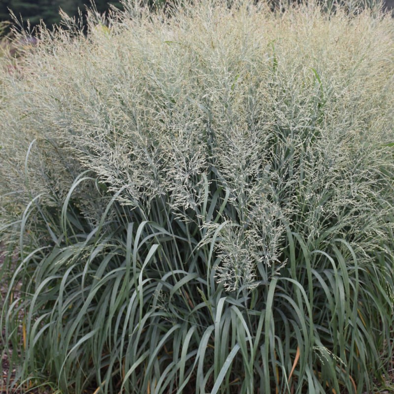 Proso Rózgowate Heavy Metal (Panicum virgatum) Sadzonka C1 (2).jpg