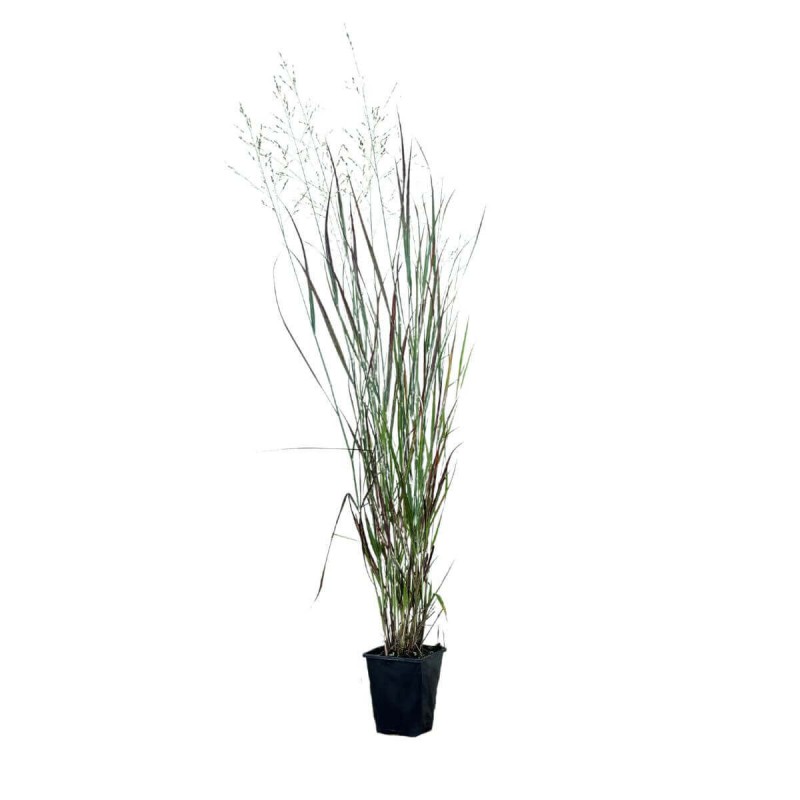 Proso Rózgowate Heavy Metal (Panicum virgatum) Sadzonka C1 (4).jpg