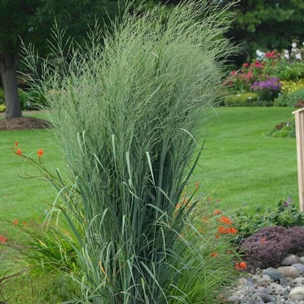 Proso Rózgowate Heavy Metal (Panicum virgatum) Sadzonka C1.jpg