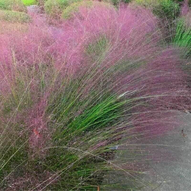 Przyostnia Włosowata ( Muhlenbergia capillaris ) Sadzonka C1 (1).jpg