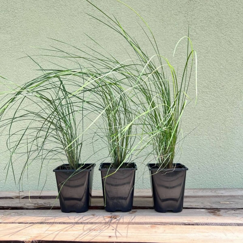 Przyostnia Włosowata ( Muhlenbergia capillaris ) Sadzonka C1 (2).jpg
